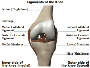Ligaments of the Knee